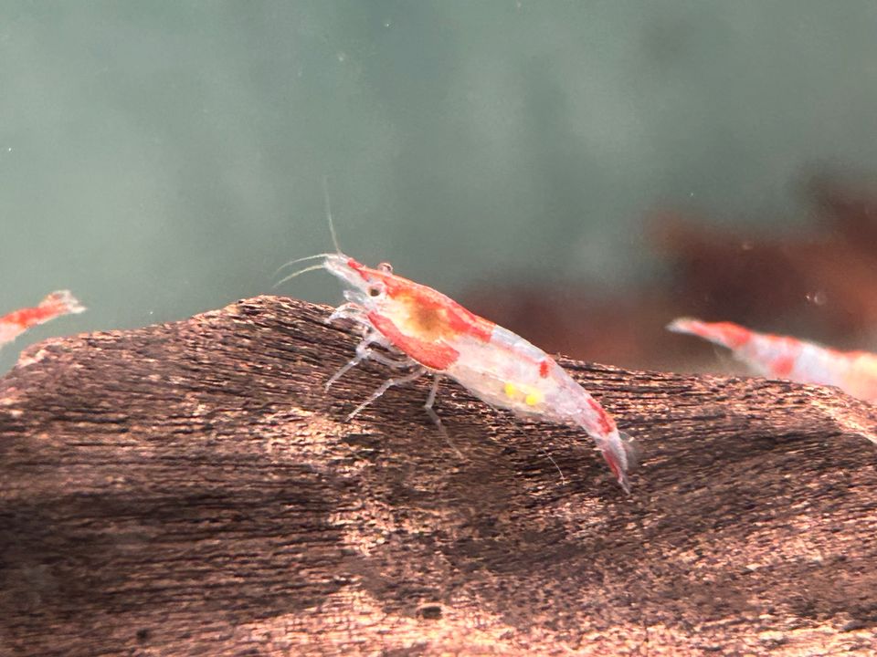 Red Rili Garnelen Neocaridina davidi rote Rili Garnele in Rangendingen