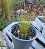 Federgras Pflanzen, Pony-tail, Stipa tenuissima Berlin - Köpenick Vorschau