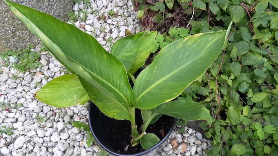 SELBER GEZOGENE 2 FARBIGE CANNA MIT EIMER in Camburg