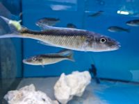 Champsochromis caeruleus malawi Niedersachsen - Laatzen Vorschau