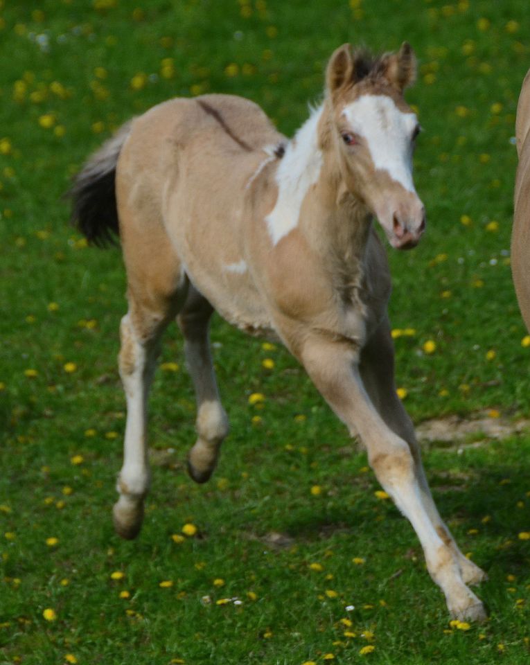 Classic Dun Champagne Hengstfohlen; Paint Horse in Buchbach