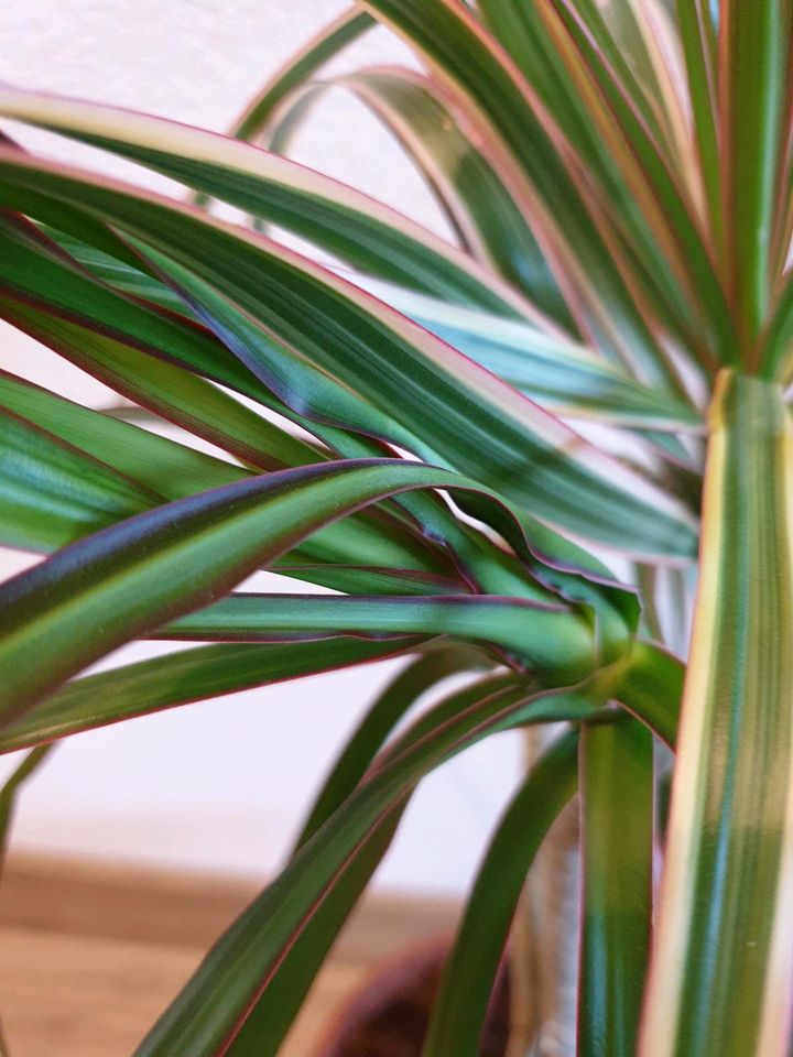 dracena palme , drachenbaum , pflanze , Wintergarten in Bopfingen