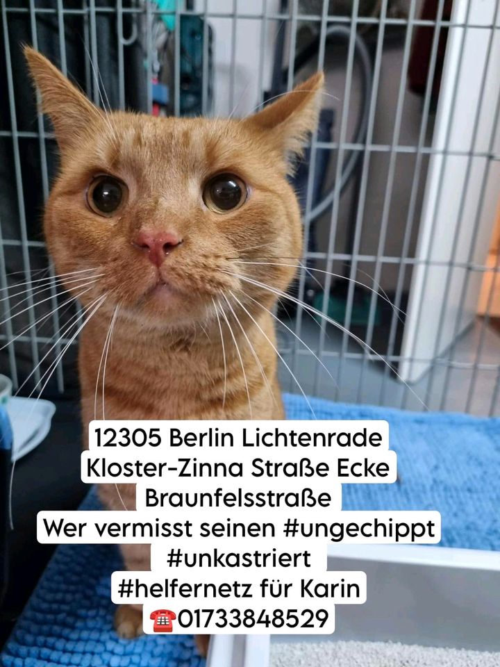 Katze Kater zugelaufen gefunden Lichtenrade in Berlin