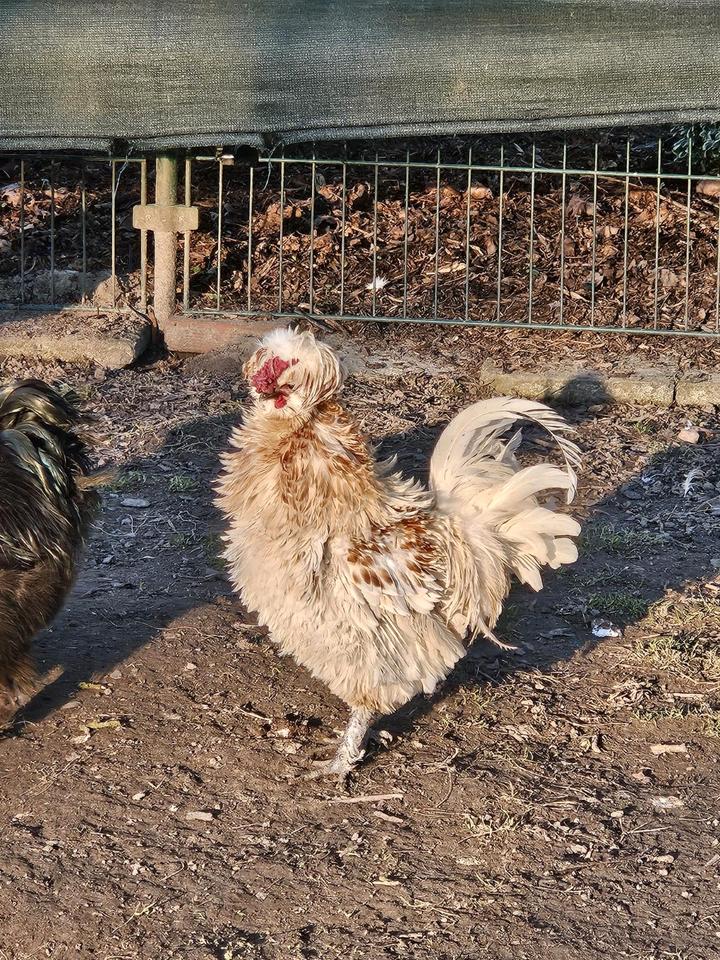 Seidenhähne Seidenhahn Futter GRATIS dazu Hühner Hähne in Nottuln