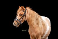 Pferdefotografie Pferd Pferdefotograf Tierfotografie Hund Nordrhein-Westfalen - Mettingen Vorschau