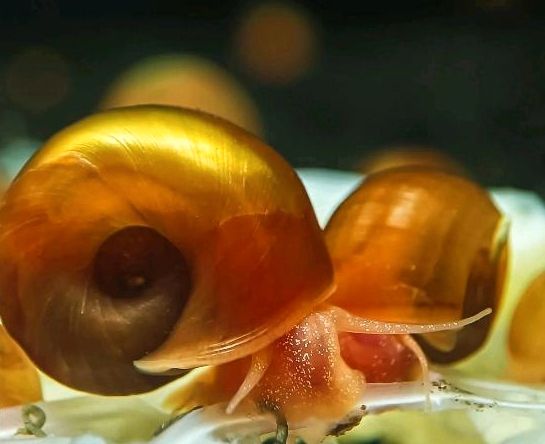 Posthornschnecke Blau/Rosa/Braun Rot in Kreuzau