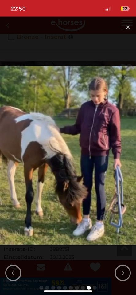 Kinder Curly Horse Pony in Ennepetal