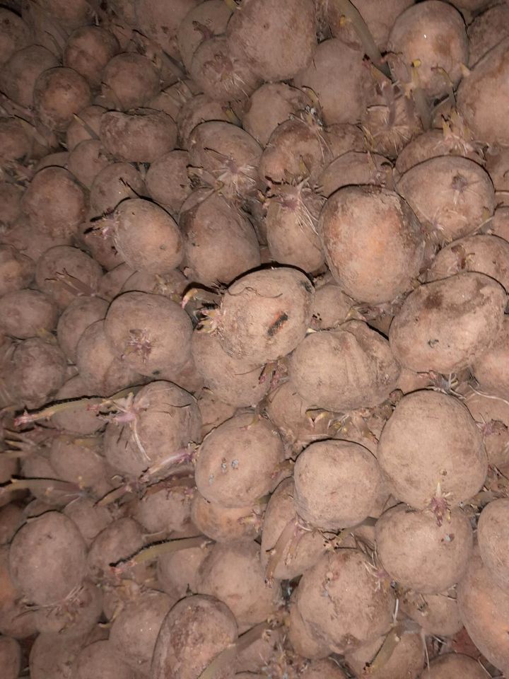 Saatkartoffeln in Pretzschendorf