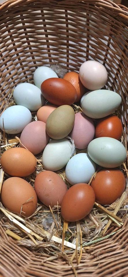 Eier Hühnereier aus extensiver Haltung 3,50 in Steinau