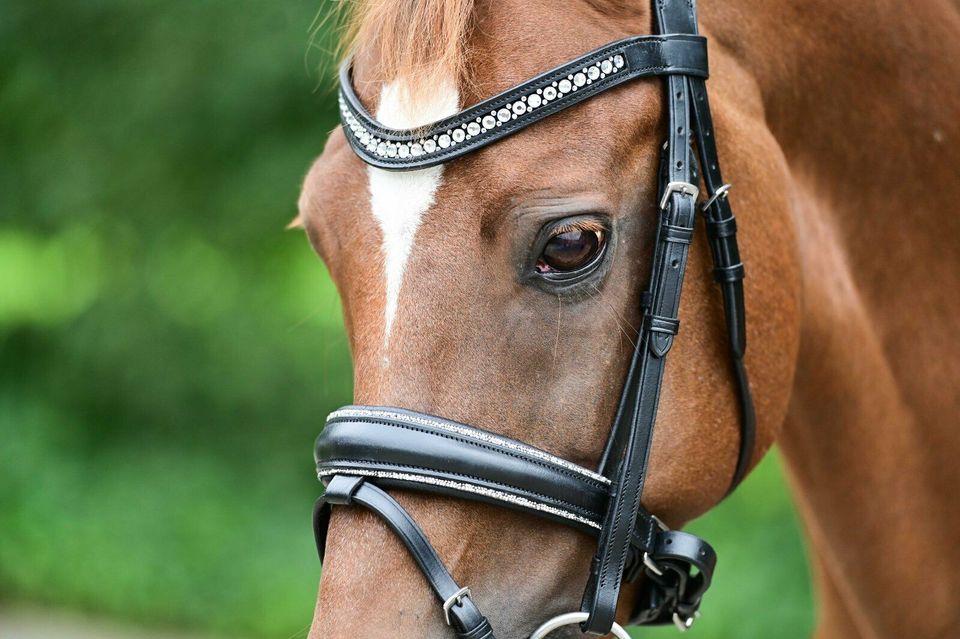 GLITZER TRENSEN shetty, pony, vb/cob, wb/full, kb/extra full €58,95 NEU in Rehburg-Loccum