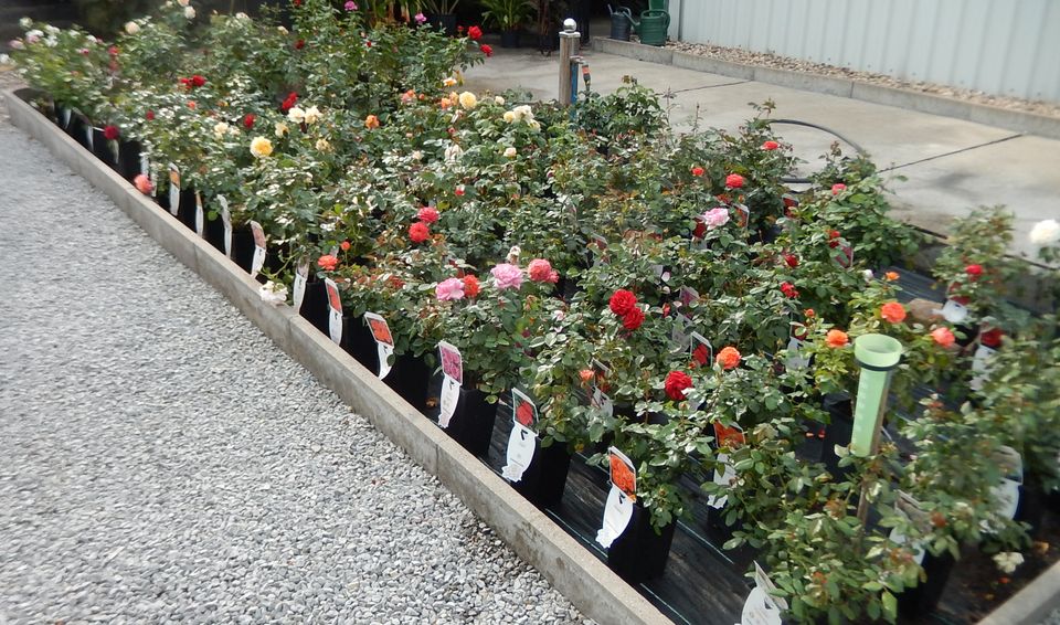 Rosen verschiedene Züchtersorten Edelrosen Kletterrosen in Bernburg (Saale)