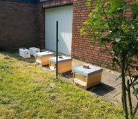 2024 Jungvölker - Bienenvölker, auch mit Ablegerkiste Zander Nordrhein-Westfalen - Bornheim Vorschau