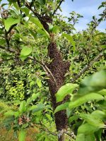 Bienenschwarm Schwarm Bienen gesichtet? Rheinland-Pfalz - Konz Vorschau