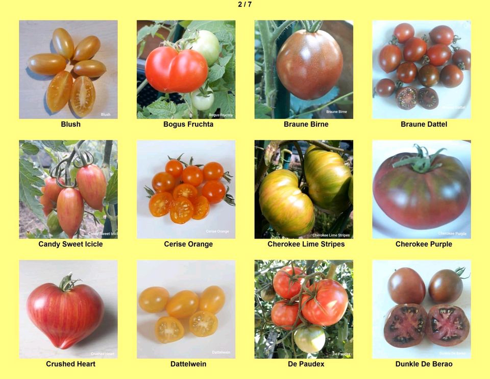 Tomatensamen aus Erntejahr 2022 in Mettenheim Rheinhessen