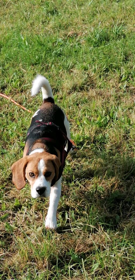 Beagle George in Medebach