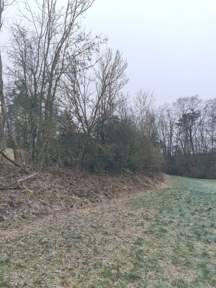 Baumfällung Rodung Heckenpflege in Auerbach in der Oberpfalz