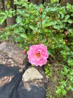Rose rosa, zum selbst ausgraben Bayern - Elchingen Vorschau