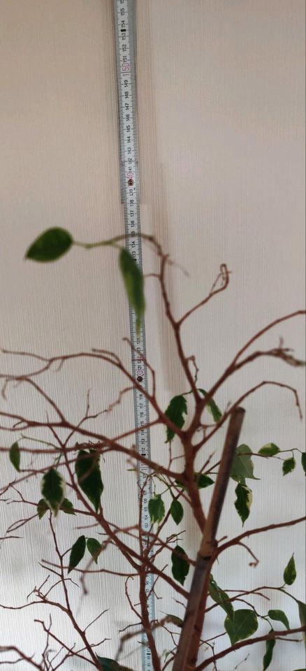 Ficus benjamina / Birkenfeige ca 1,35 m groß in Wiehl