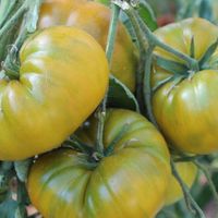 Green Moldovan, 10 Bio Tomatensamen, fruchtig, süß, aromatisch Leipzig - Leipzig, Zentrum Vorschau