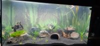 Aquarium Lava Steine (siehe Bild 2) Dortmund - Hombruch Vorschau