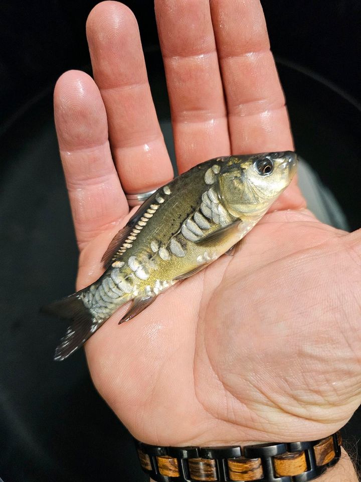 Japan KOI Nachwuchs Aufzucht Karpfen Beautys Showa Shusui Chagoi in Rodenbach b. Altenkirchen, Westerwald