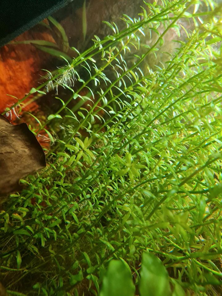 Rotala rotundifolia Aquarium Pflanze in Mülheim (Ruhr)