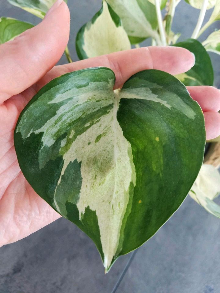 Efeutute (Happy leaf) Stecklinge in Aulendorf