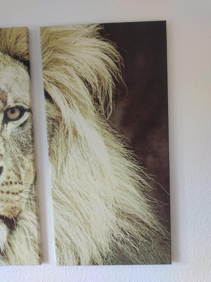 Wandbild Löwe Löwenkopf Leinwand dreiteilig Triptychon in Lilienthal