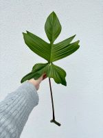 Philodendron Florida Ghost - unbewurzelter Stammsteckling - Nordrhein-Westfalen - Warendorf Vorschau