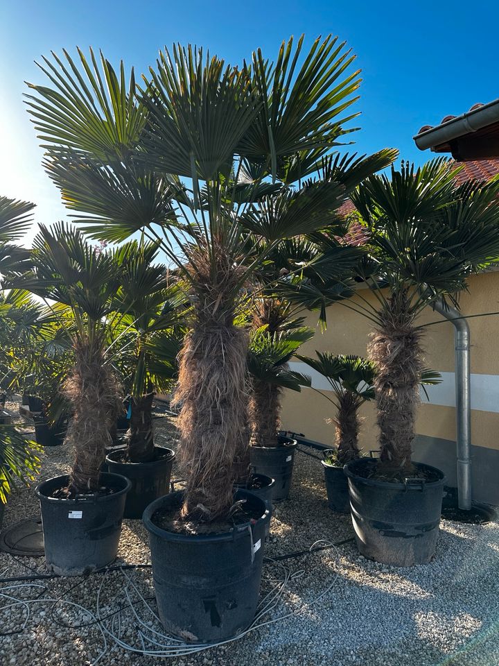 Hanfpalme Trachycarpus „Wagnerianus“, frosthart in Straußfurt