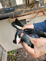 Tauben Vögel Niedersachsen - Wilhelmshaven Vorschau