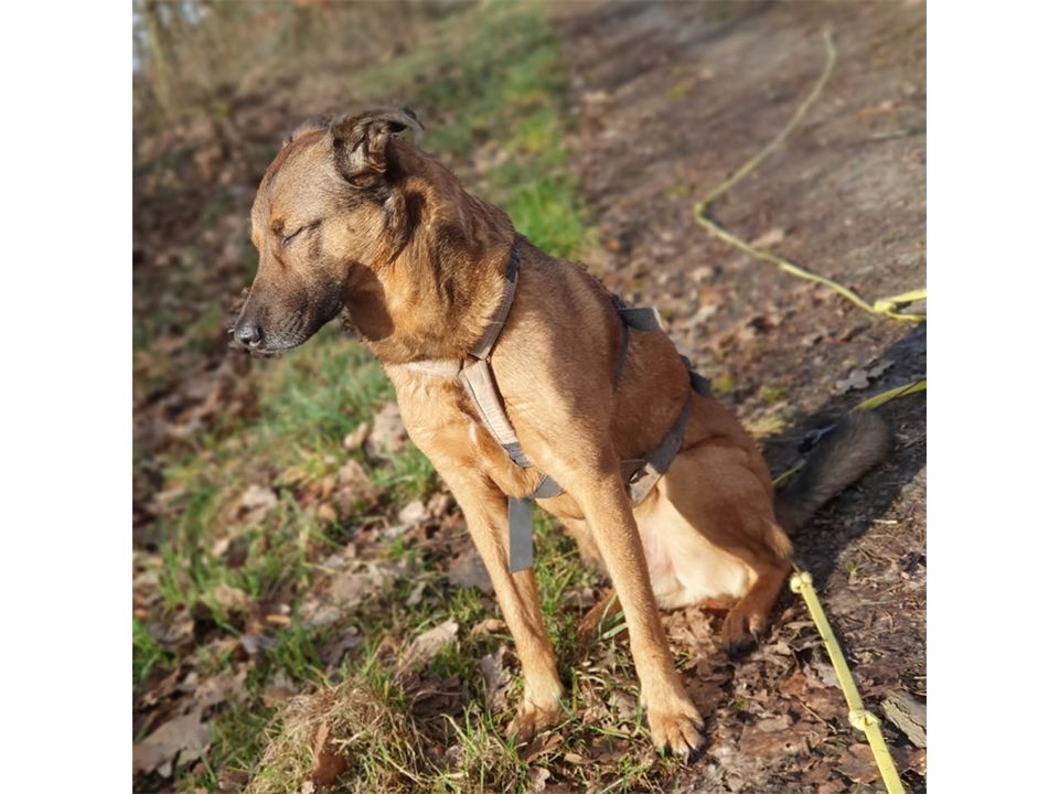 Elvis - hübscher Rüde sucht Zuhause! in Geiselwind