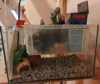 Aquarium 40 x 25 x 25, Pumpe, Deko, Terrarium Essen - Essen-Ruhrhalbinsel Vorschau