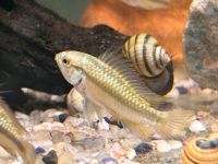 Dreistreifen Zwergbuntbarsch 10,90€ Apistogramma trifasciata Baden-Württemberg - Rangendingen Vorschau