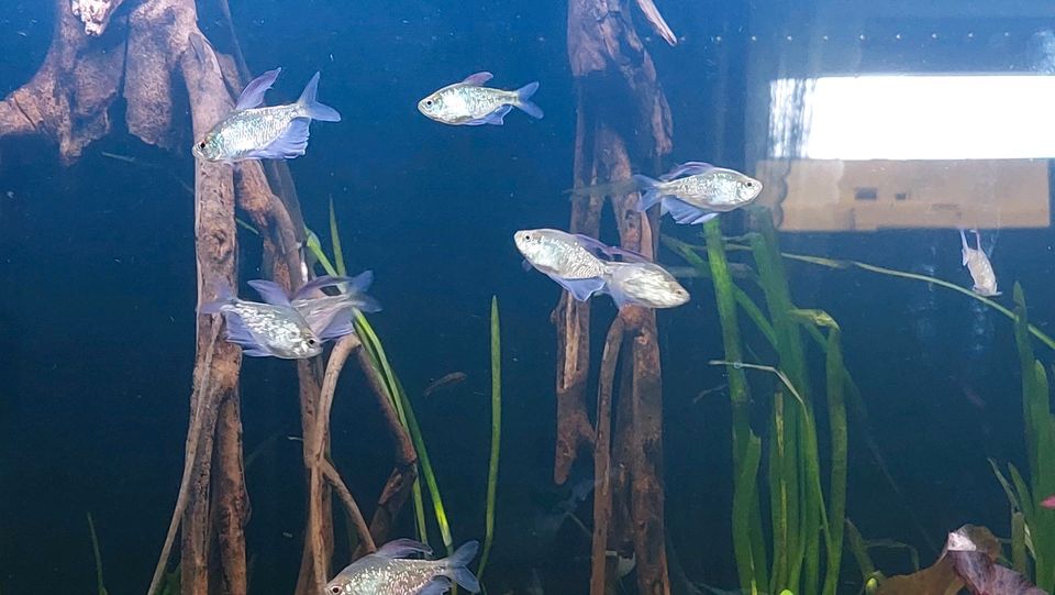 Aquarium Fisch Fische Brilliantsalmler 8 Stk. Groß zu Verkaufen in Kiel