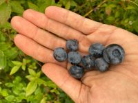 Heidelbeeren, Blaubeeren, gesunde Ernährung, Stauden, ObstPflanze Niedersachsen - Diekholzen Vorschau