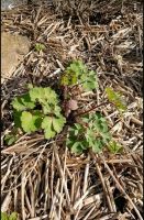 Akelei Blau Blume Staude Winterhart Wurster Nordseeküste - Nordholz Vorschau