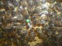 Bienenkönigin mit Bienen auf 4-5rRiemchen Eiablage erfolgt Neumünster - Timmaspe Vorschau