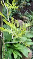 Dornenlose Gleditschie , Lederhülsenbaum Niedersachsen - Hagen am Teutoburger Wald Vorschau