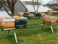 Bienenvolk  aus 2023 Rheinland-Pfalz - Steinbach Vorschau