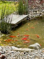 Goldfische Schleierschwänze aus Teich in gute Hände abzugeben Bayern - Haag in Oberbayern Vorschau