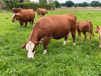 Mutterkühe Kühe Bio Nordrhein-Westfalen - Espelkamp Vorschau