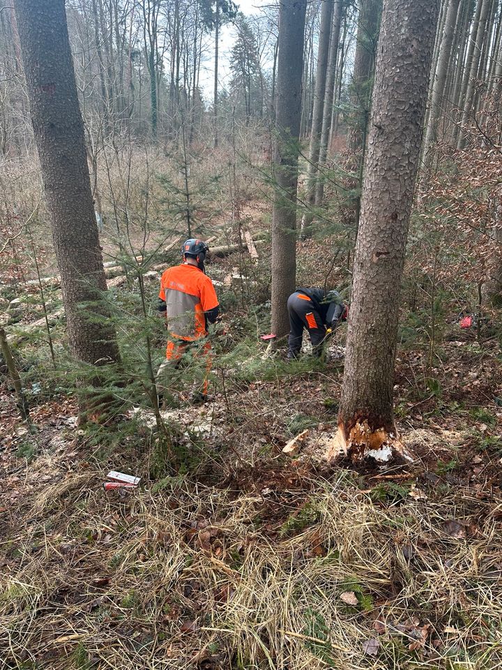 Motorsägenkurs, Kettensägenschein, Baumkontrolle, Brennholz in Blankenhof