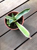 Agave Pflanze Hessen - Weimar (Lahn) Vorschau