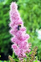 Wunderbare Pinke Kolbenspiere Bio (Spierstrauch, Garten, Pflanze) Essen - Burgaltendorf Vorschau