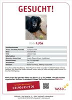 Luca: Hund gesucht, Hund entlaufen bei 83259 Schleching-Achberg Bayern - Schleching Vorschau