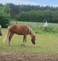 Wunderschöne 2 jährige Reitponystute Niedersachsen - Suhlendorf Vorschau