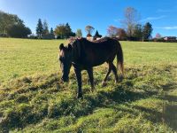 Deutsches Reitpony Baden-Württemberg - Schwäbisch Gmünd Vorschau