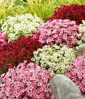 Suche Pflanzen -  Bodendecker - Phlox - Blumen Niedersachsen - Alfeld (Leine) Vorschau
