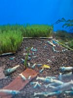 Blue Bolt Garnelen, Caridina Mecklenburg-Vorpommern - Wismar Vorschau